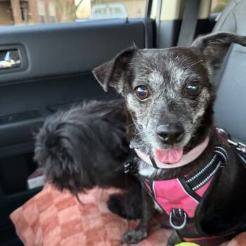 Rescue Chihuahua and Mixed Breed Dogs for Adoption in Las Vegas, Nevada - Princess OS NV | PetCurious