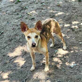 Sahara -  Siberian Husky Dog for Adoption in Liberty Center, Ohio - Sahara | PetCurious