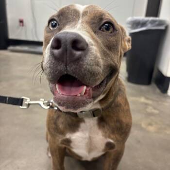 Iris -  Terrier Dog for Adoption in Tampa, Florida - Iris | PetCurious