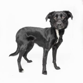 Mixed Breed Dogs Available for Adoption - Chirpette | PetCurious