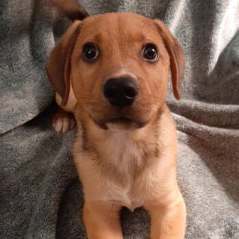 Bruno -  Mixed Breed Dog for Adoption in Cincinnati, Ohio - Bruno | PetCurious