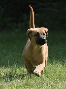 Tatiana -  Shepherd and Retriever Dog for Adoption in Mechanicsburg, Pennsylvania - Tatiana | PetCurious