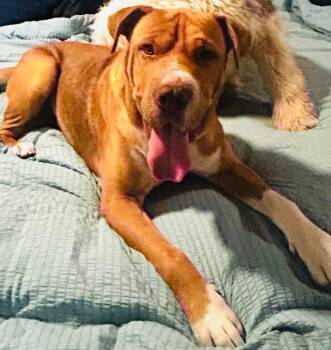 Rescue Shar Pei Dogs for Adoption in Lubbock, Texas - Boss | PetCurious