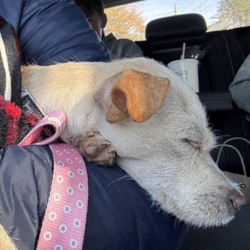 Chihuahua Dogs Available for Adoption - Elfie | PetCurious