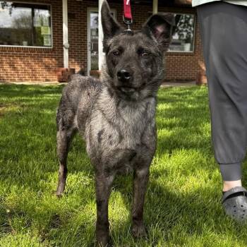 Mixed Breed Dogs Available for Adoption in Waterloo, Iowa - Ringo | PetCurious