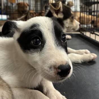 Broccoli -  Shepherd and Mixed Breed Dog for Adoption in Edinburg, Texas - Broccoli | PetCurious