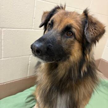 Sam -  German Shepherd Dog and Mixed Breed Dog for Adoption in Reno, Nevada - Sam | PetCurious