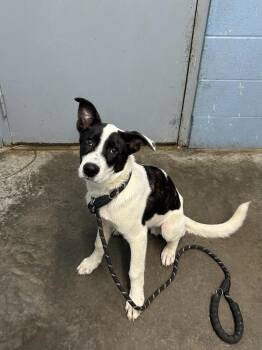 Flynn Rider -  Collie Dog for Adoption in Evansville, Indiana - Flynn Rider | PetCurious