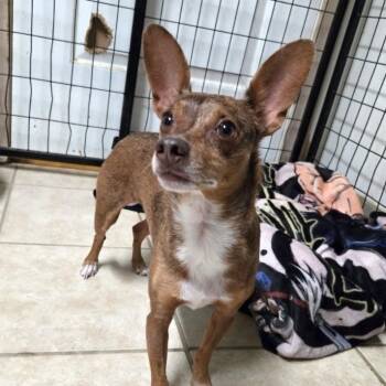 Rocky -  Chihuahua and Miniature Pinscher Dog for Adoption in Mansfield, Texas - Rocky | PetCurious