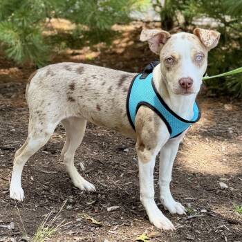 Twinki -  Catahoula Leopard Dog and Redbone Coonhound Dog for Adoption in East Hampton, New York - Twinki | PetCurious