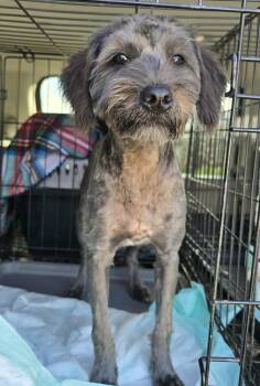Hallie -  Miniature Schnauzer and Shih Tzu Dog for Adoption in Southlake, Texas - Hallie | PetCurious