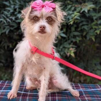 Tiffy 12-1722 -  Maltese and Terrier Dog for Adoption in Tyrone, Georgia - Tiffy 12-1722 | PetCurious