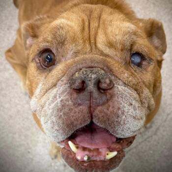 Fatboy -  English Bulldog Dog for Adoption in Ardmore, Oklahoma - Fatboy | PetCurious
