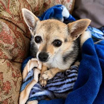 Chiquita -  Chihuahua Dog for Adoption in Las Vegas, Nevada - Chiquita | PetCurious