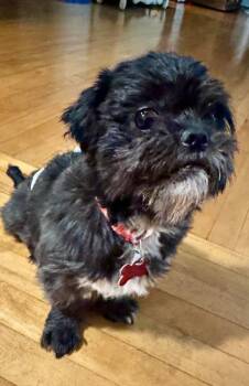 Chewy -  Shih Tzu Dog for Adoption in San Diego, California - Chewy | PetCurious