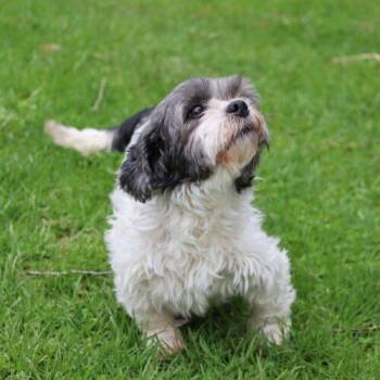 Talei -  Shih Tzu Dog for Adoption in Hawkestone, Ontario - Talei | PetCurious