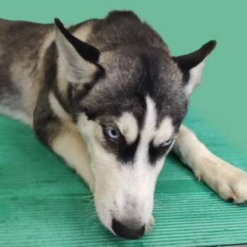 Badger -  Husky Dog for Adoption in Brenham, Texas - Badger | PetCurious
