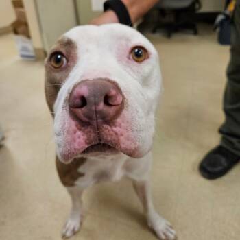 Rescue Pit Bull Terrier Dogs for Adoption in Lake Panasoffkee, Florida - SCFL-Stray-64580 | PetCurious