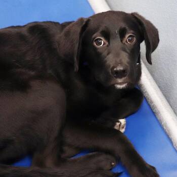 Mixed Breed Dogs Available for Adoption in Port Washington, New York - Angel | PetCurious