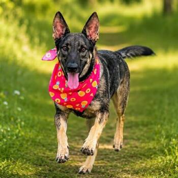 Lady Chloe -  German Shepherd Dog Dog for Adoption in Lucas, Texas - Lady Chloe | PetCurious