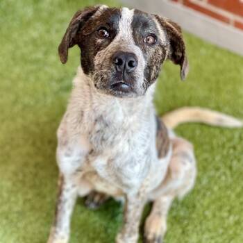 Mixed Breed Dogs Available for Adoption in Edmond, Oklahoma - GLAD | PetCurious