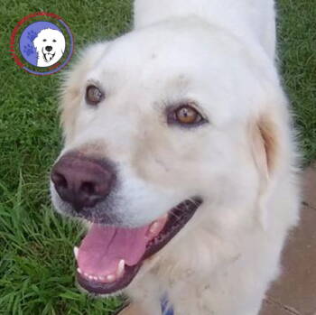 Rescue Great Pyrenees Dogs for Adoption in Spring, Texas - Loopy | PetCurious