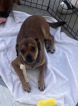 Rescue Puggle Dogs for Adoption in Los Angeles, California - Shelby | PetCurious