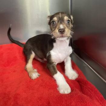 Chihuahua and Dachshund Dogs Available for Adoption - Rocky | PetCurious