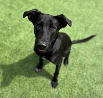 Jett -  Labrador Retriever and German Shepherd Dog Dog for Adoption in Amarillo, Texas - Jett | PetCurious