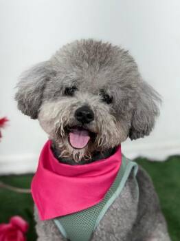 Poodle and Maltipoo Dogs Available for Adoption in Carlsbad, California - Buddy-One Of Our Amazing Rescue Dogs | PetCurious