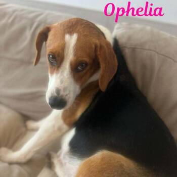 Bloodhound and Labrador Retriever Dogs Available for Adoption - OHPELIA | PetCurious