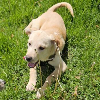 Rescue Labrador Retriever and Wirehaired Terrier Dogs for Adoption in Minneapolis, Minnesota - Ronnie | PetCurious
