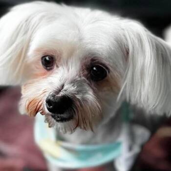 Maltese Dogs Available for Adoption in Gulfport, Mississippi - April Rose | PetCurious