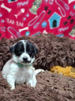Gnocchi -  German Shepherd Dog Dog for Adoption in Monte Vista, Colorado - Gnocchi | PetCurious