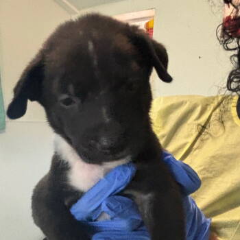 Rescue Pit Bull Terrier Dogs for Adoption in Dallas, Texas - Pearl | PetCurious