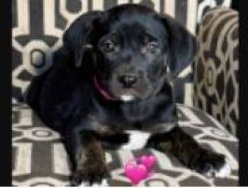 Goldie -  Mixed Breed Dog for Adoption in West Chester, Pennsylvania - Goldie | PetCurious
