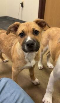 Pit Bull Terrier and Mixed Breed Dogs Available for Adoption in Irving, Texas - Sally | PetCurious