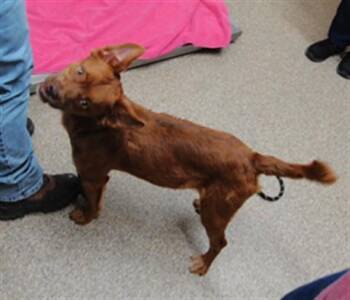 SMAUG -  Golden Retriever and Chihuahua Dog for Adoption in Albuquerque, New Mexico - SMAUG | PetCurious
