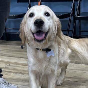 Golden Retriever Dogs Available for Adoption in Newark, New Jersey - Daisy | PetCurious