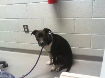 DAISY -  Pit Bull Terrier and Mixed Breed Dog for Adoption in Charlotte, North Carolina - DAISY | PetCurious
