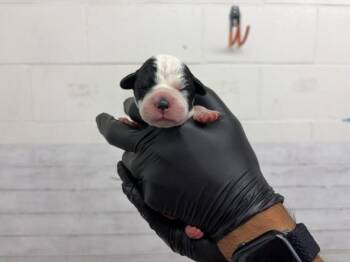 SIVILE -  Pit Bull Terrier and Mixed Breed Dog for Adoption in San Bernardino, California - SIVILE | PetCurious