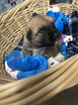 Great Pyrenees and Saint Bernard Dogs Available for Adoption in Rosenberg, Texas - FLYLEAF | PetCurious