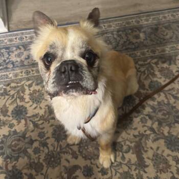 Ricky -  French Bulldog and Mixed Breed Dog for Adoption in Dayton, Ohio - Ricky | PetCurious