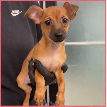 Shramps -  Mixed Breed Dog Available for Adoption in Wilsall, Montana - Shramps | PetCurious