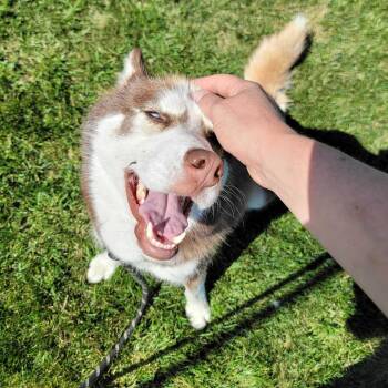 Summer -  Siberian Husky and Mixed Breed Dog for Adoption in Dover, New Hampshire - Summer | PetCurious