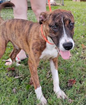 Rescue American Staffordshire Terrier Dogs for Adoption in Zuni, Virginia - Tobias Grant | PetCurious