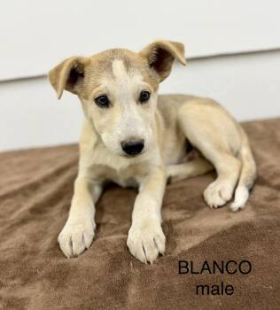 Blanco 0126 -  Husky and Labrador Retriever Dog for Adoption in Sonora, California - Blanco 0126 | PetCurious