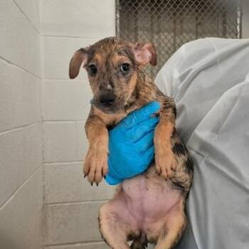 Abby -  Australian Shepherd and Mixed Breed Dog for Adoption in Morton Grove, Illinois - Abby | PetCurious