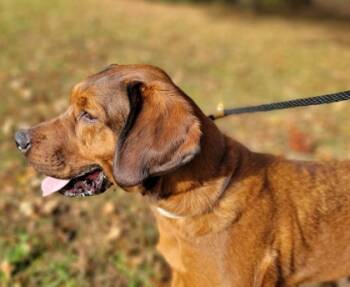 Rescue Mixed Breed Dogs for Adoption in Cincinnati, Ohio - Copper | PetCurious