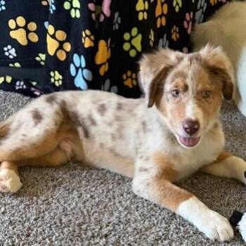 Niko (In Foster Home) -  Australian Shepherd Dog for Adoption in Orland Hills, Illinois - Niko (In Foster Home) | PetCurious